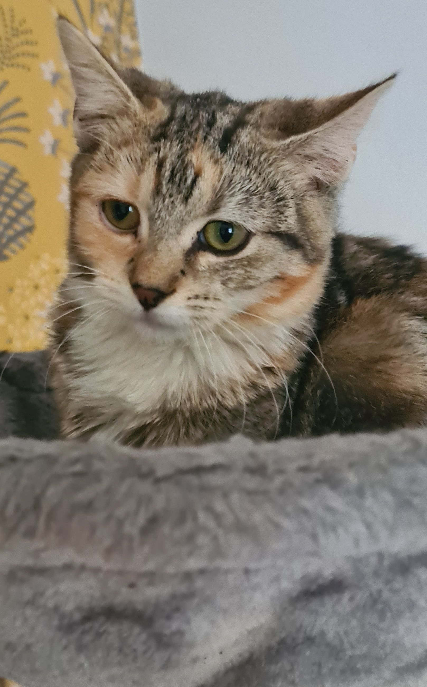 Loving Paws Cat Rescue