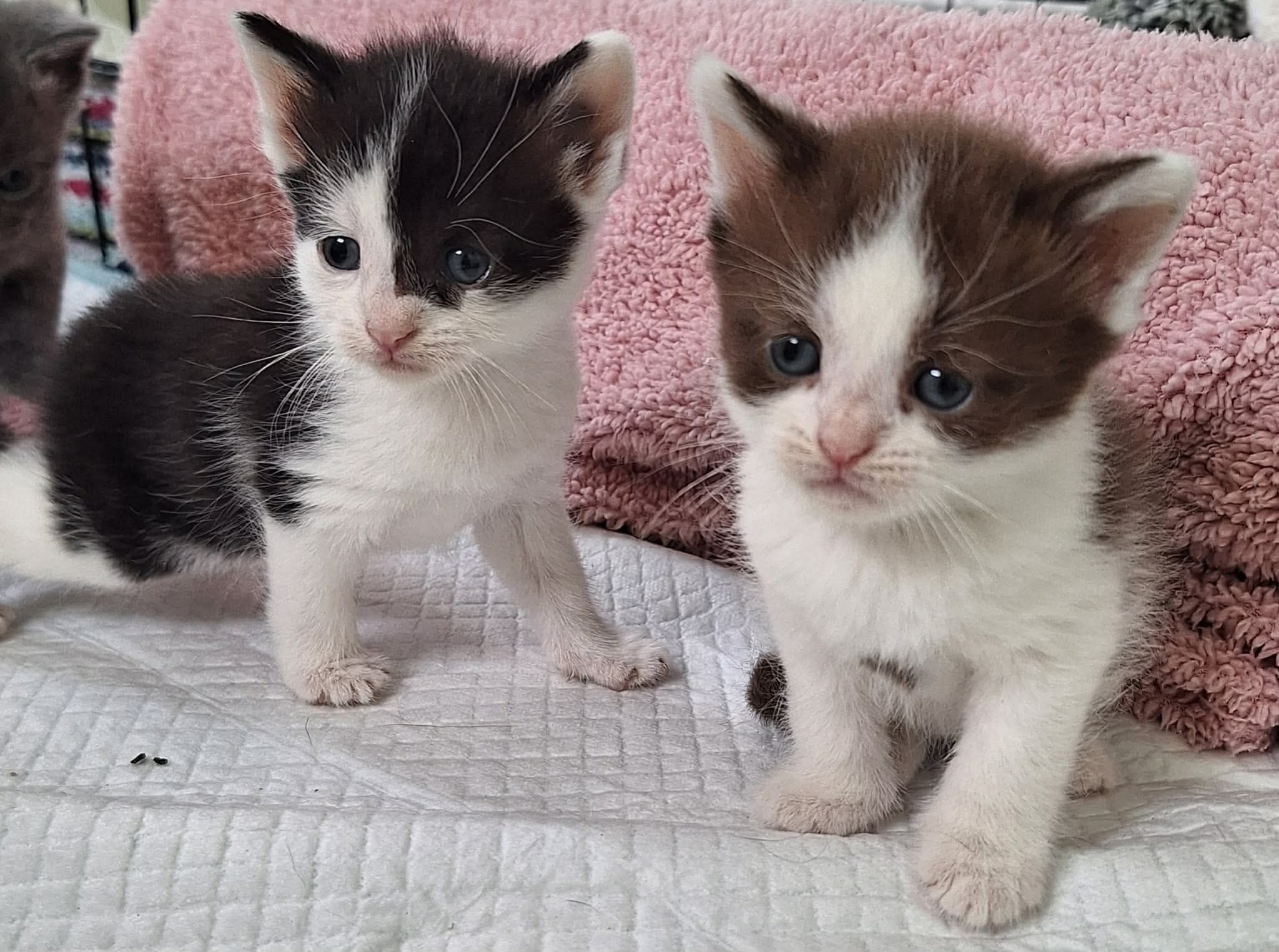 Katkinz Happy Pawz Rescue