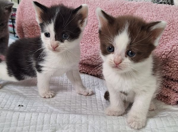 Katkinz Happy Pawz Rescue