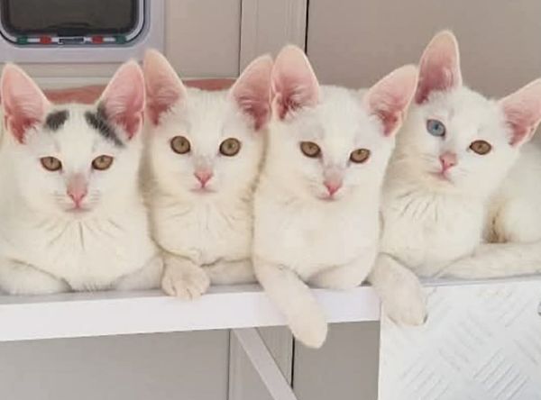 Katkinz Happy Pawz Rescue