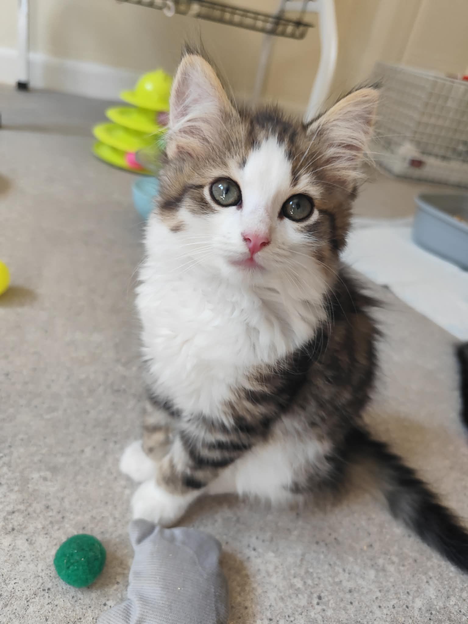 Katkinz Happy Pawz Rescue