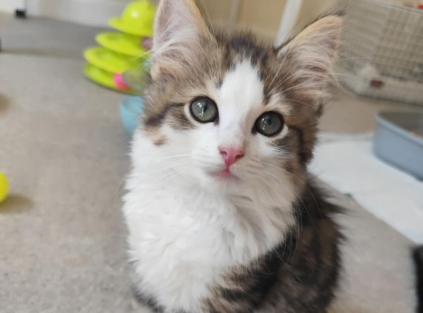Katkinz Happy Pawz Rescue