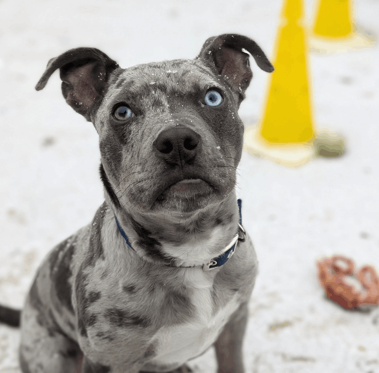 RSPCA Sussex Branch CIO