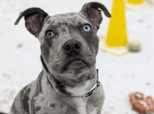 RSPCA Sussex Branch CIO