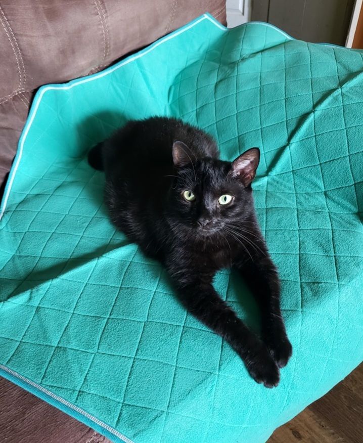 Pickens Animal Rescue