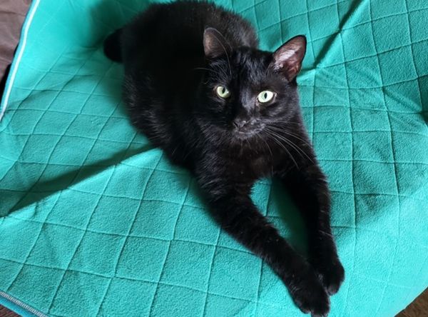 Pickens Animal Rescue