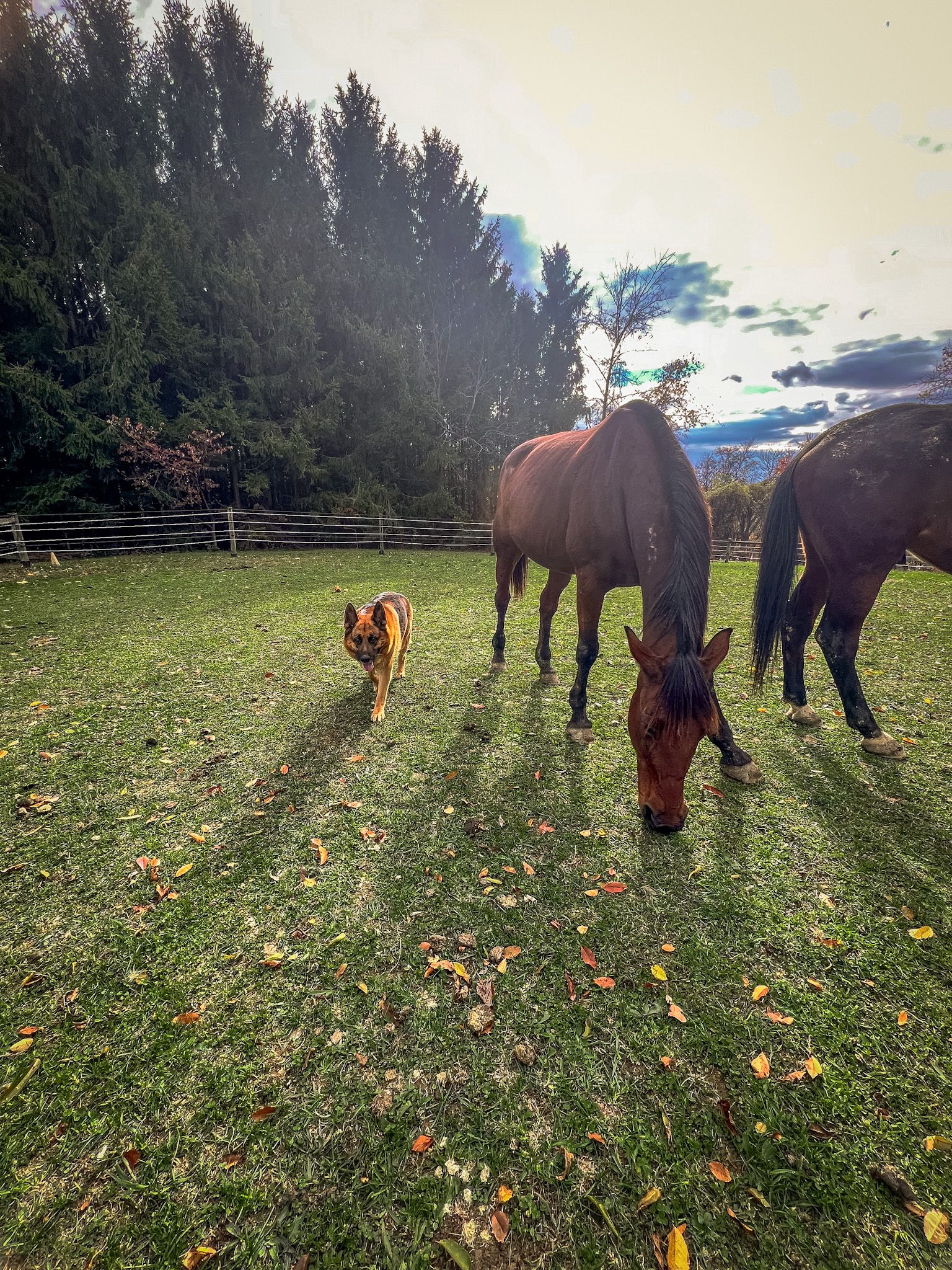 The Farm Animal Rescue and Rehab