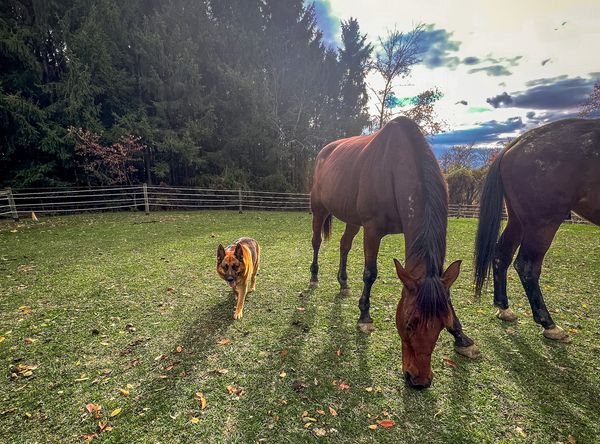 The Farm Animal Rescue and Rehab