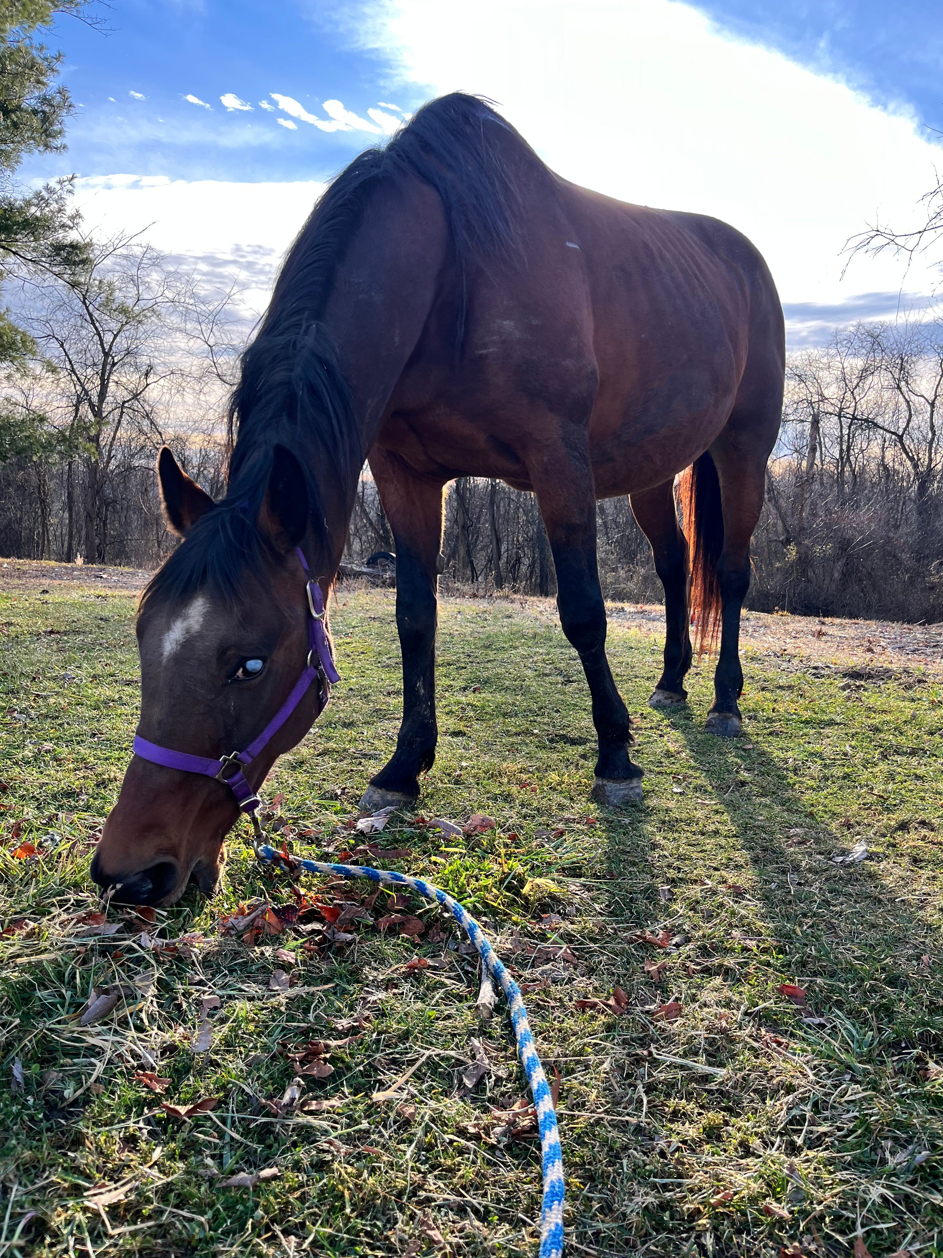 The Farm Animal Rescue and Rehab