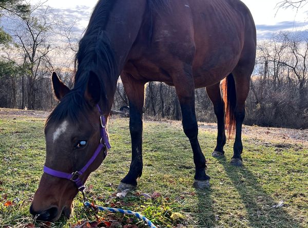 The Farm Animal Rescue and Rehab