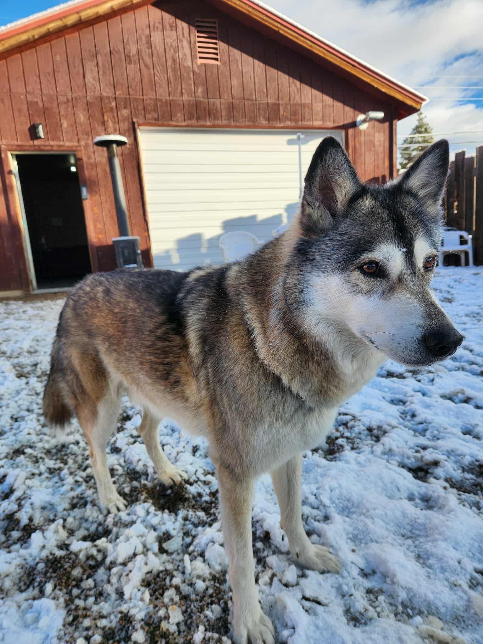 Every Last One Dog Sanctuary and Rescue