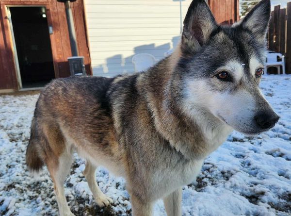 Every Last One Dog Sanctuary and Rescue