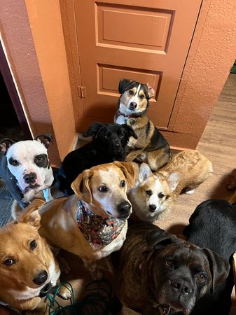 Every Last One Dog Sanctuary and Rescue