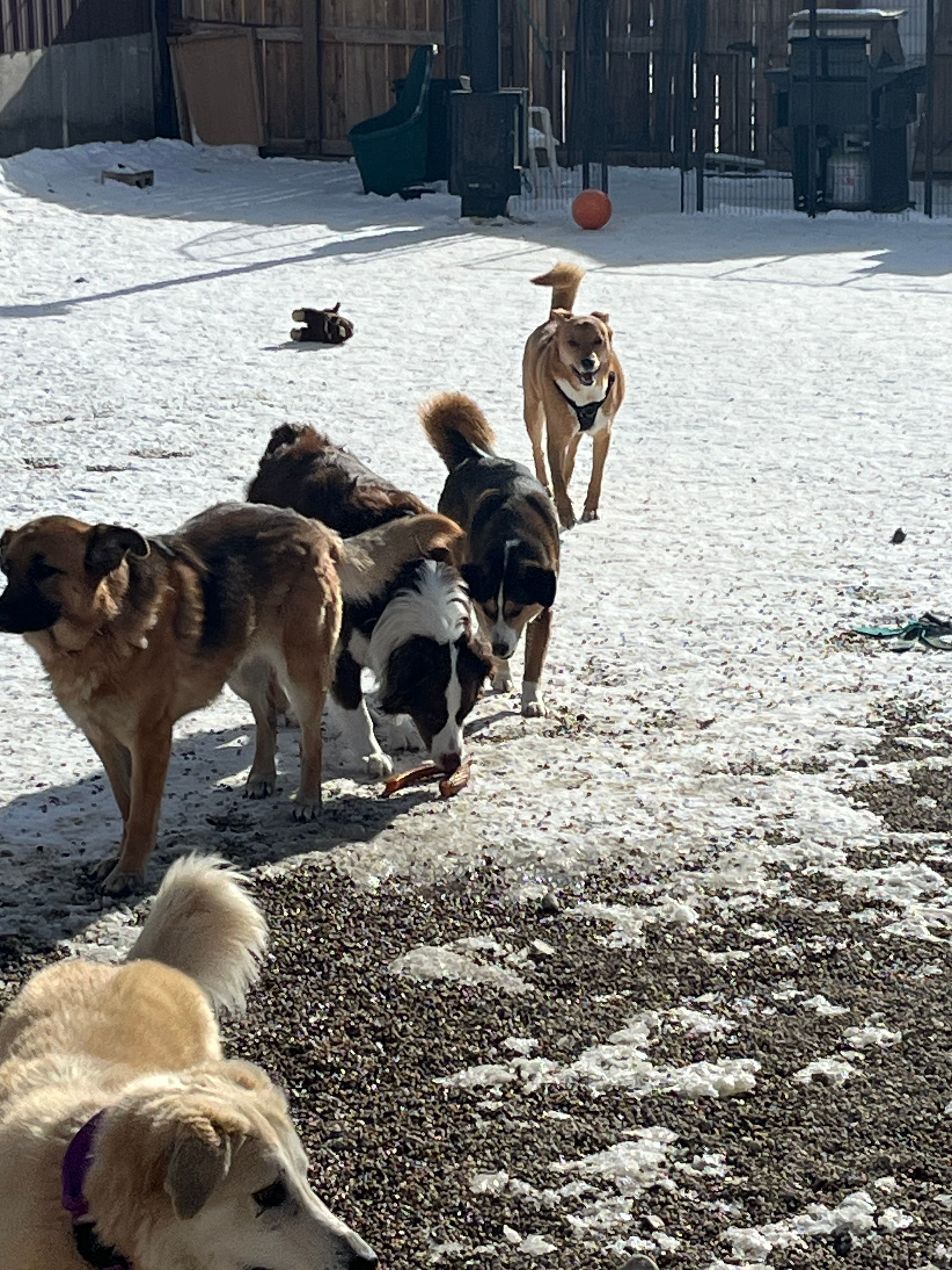 Every Last One Dog Sanctuary and Rescue