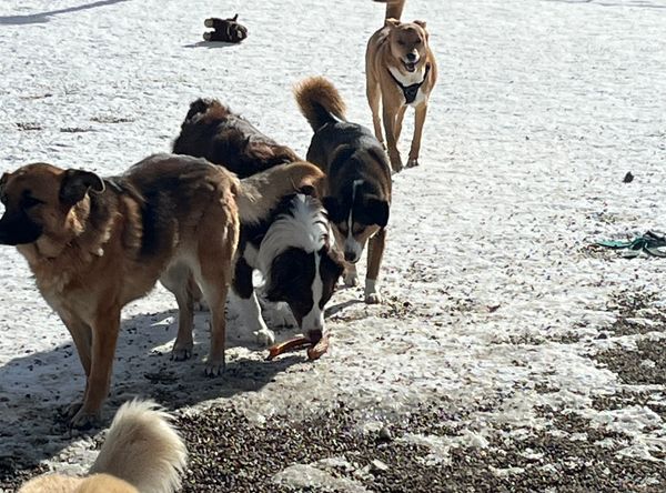 Every Last One Dog Sanctuary and Rescue