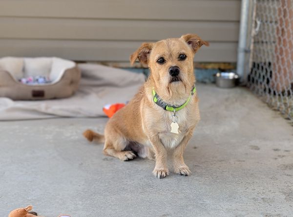 Restigouche County SPCA