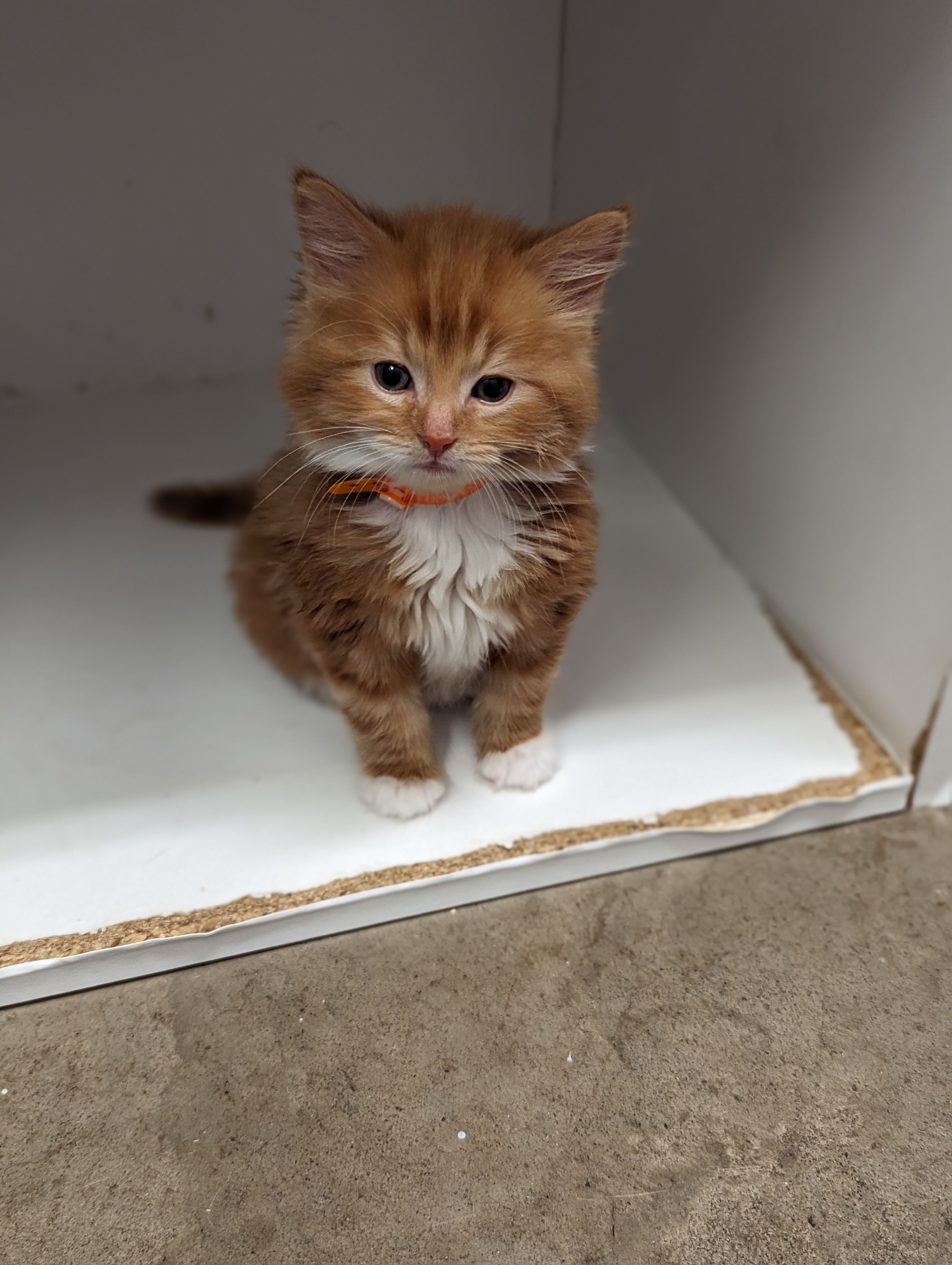 Restigouche County SPCA