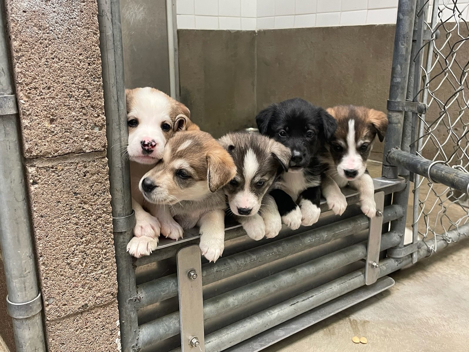 Restigouche County SPCA