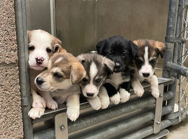 Restigouche County SPCA