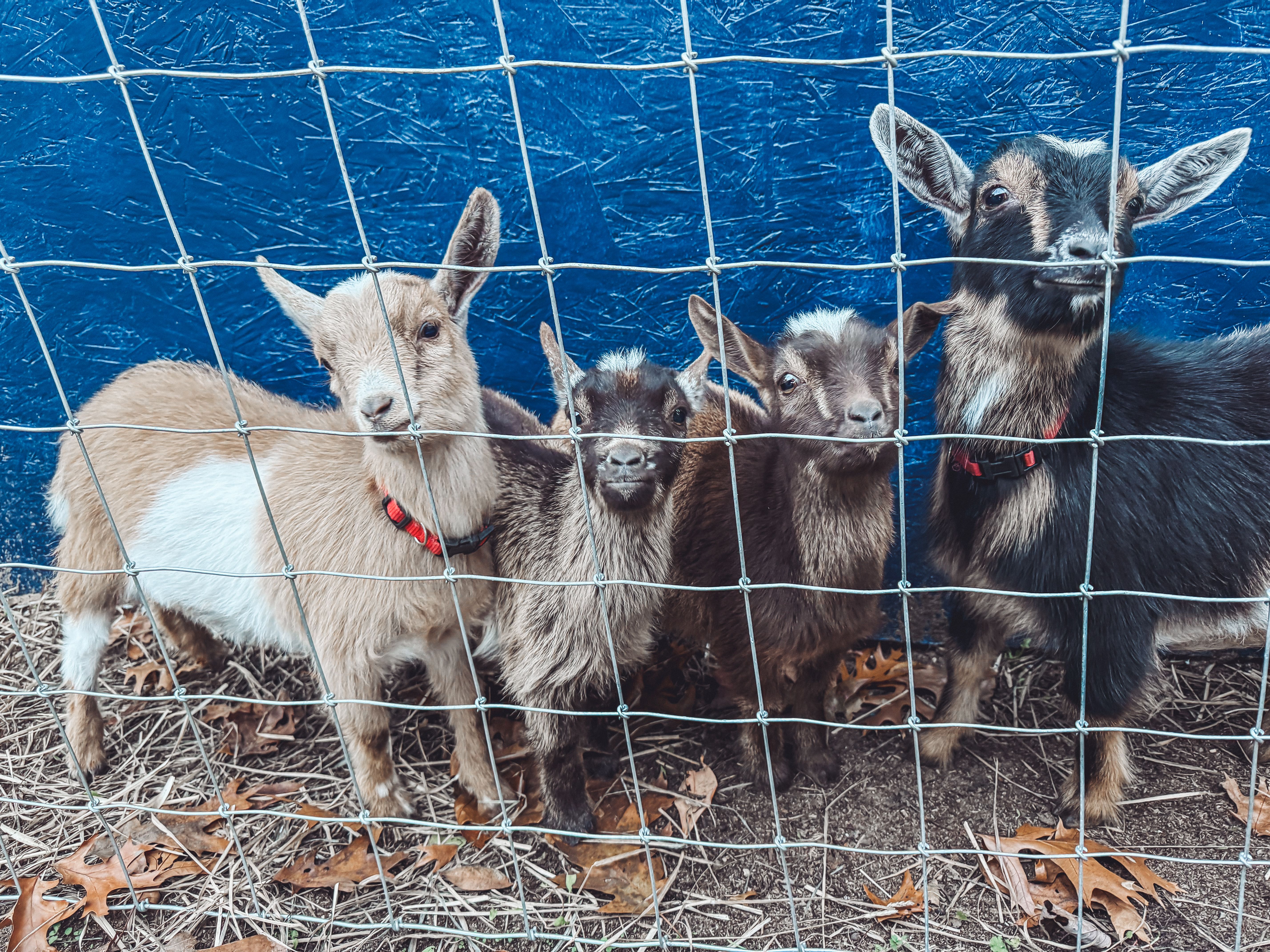 Three Little Birds Animal Sanctuary and Healing Space