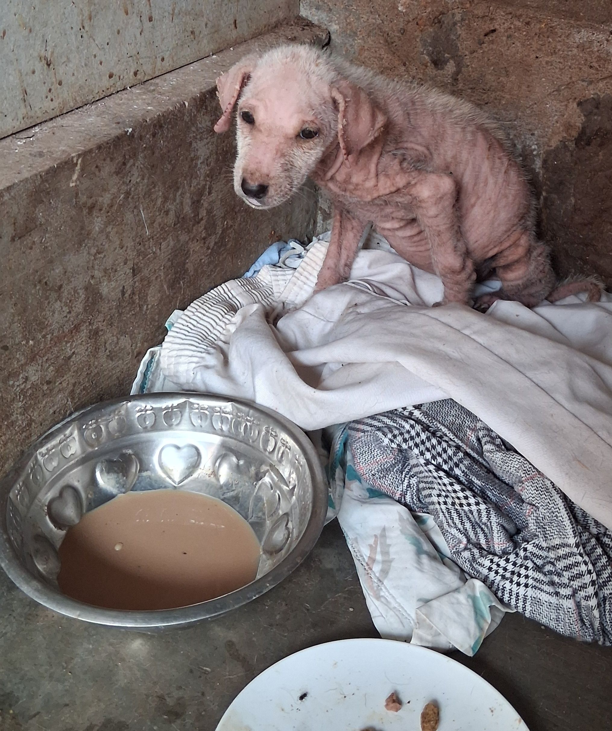 Streetdogwatch kerala