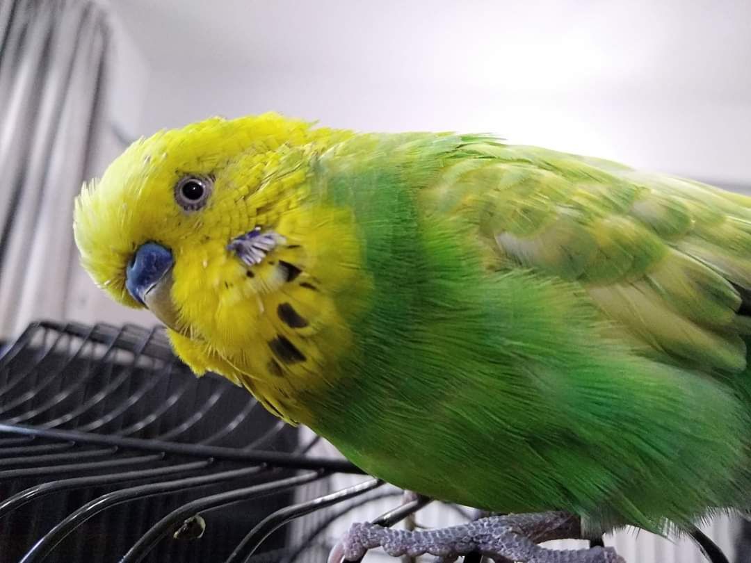 Budgie Rescue Wirral