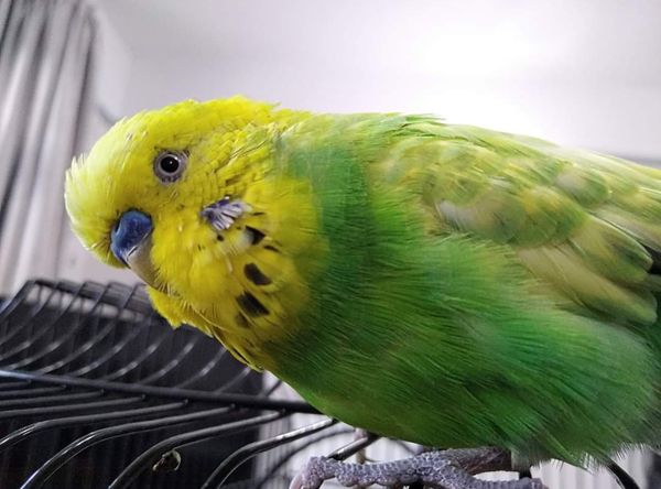 Budgie Rescue Wirral