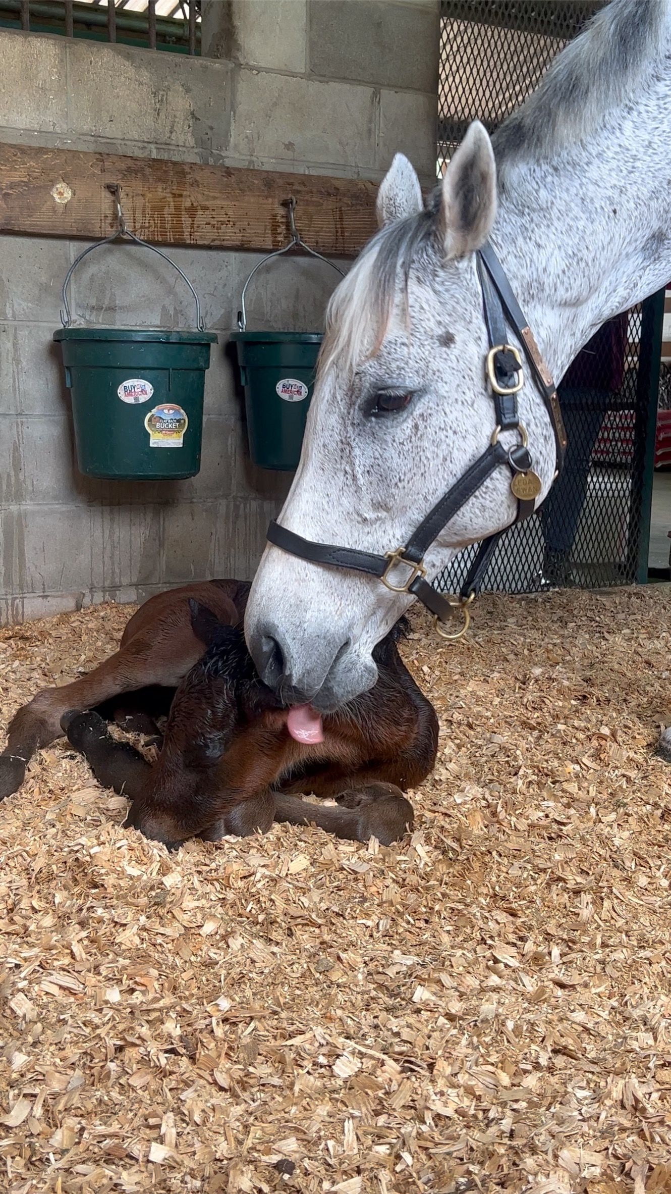 ColdSpring Mares Inc