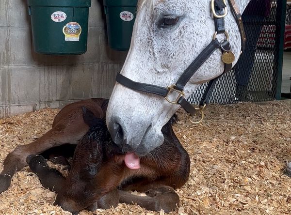 ColdSpring Mares Inc