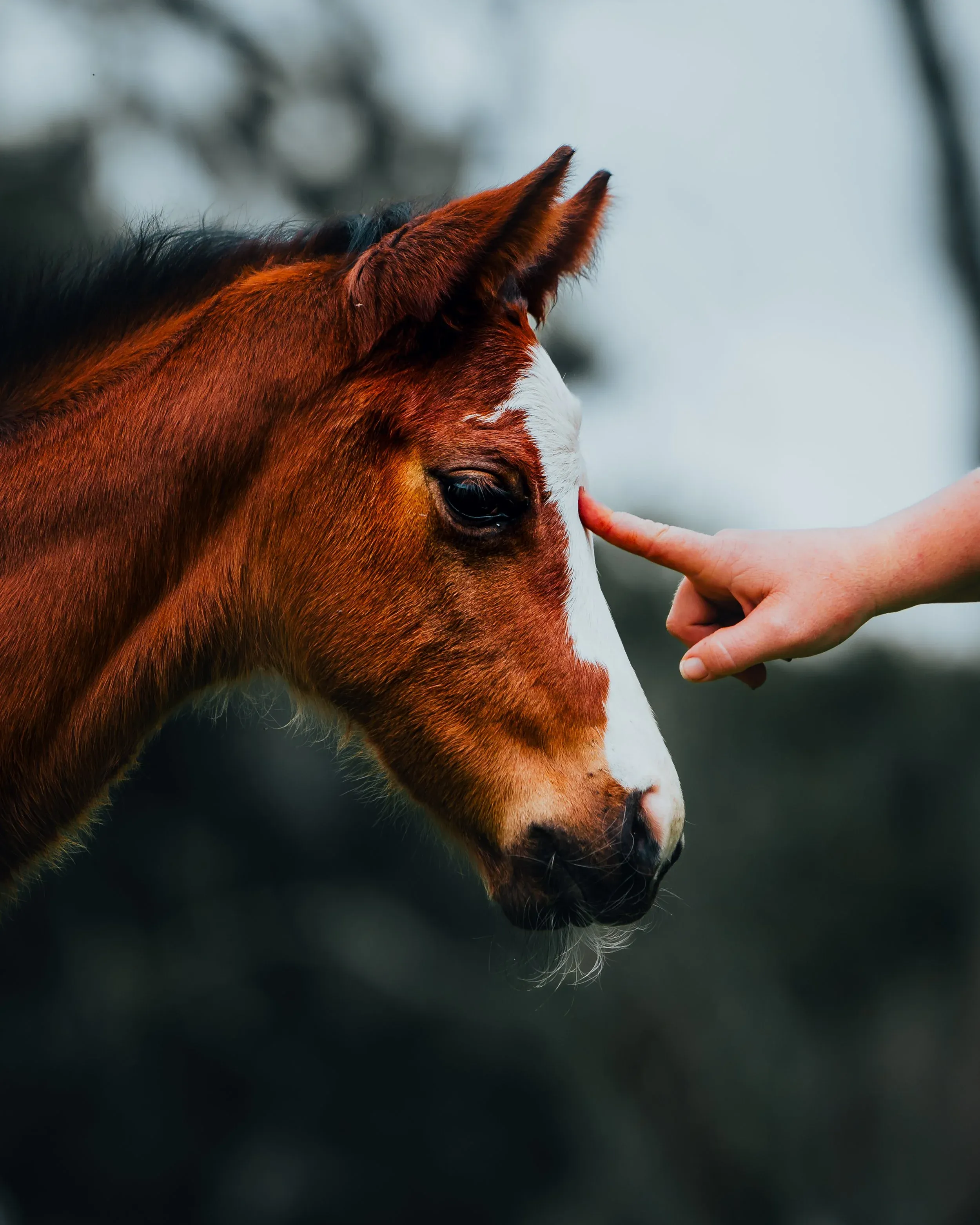 ColdSpring Mares Inc