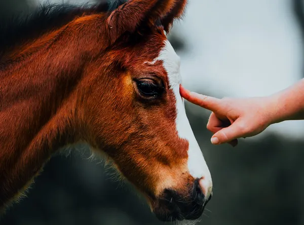 ColdSpring Mares Inc