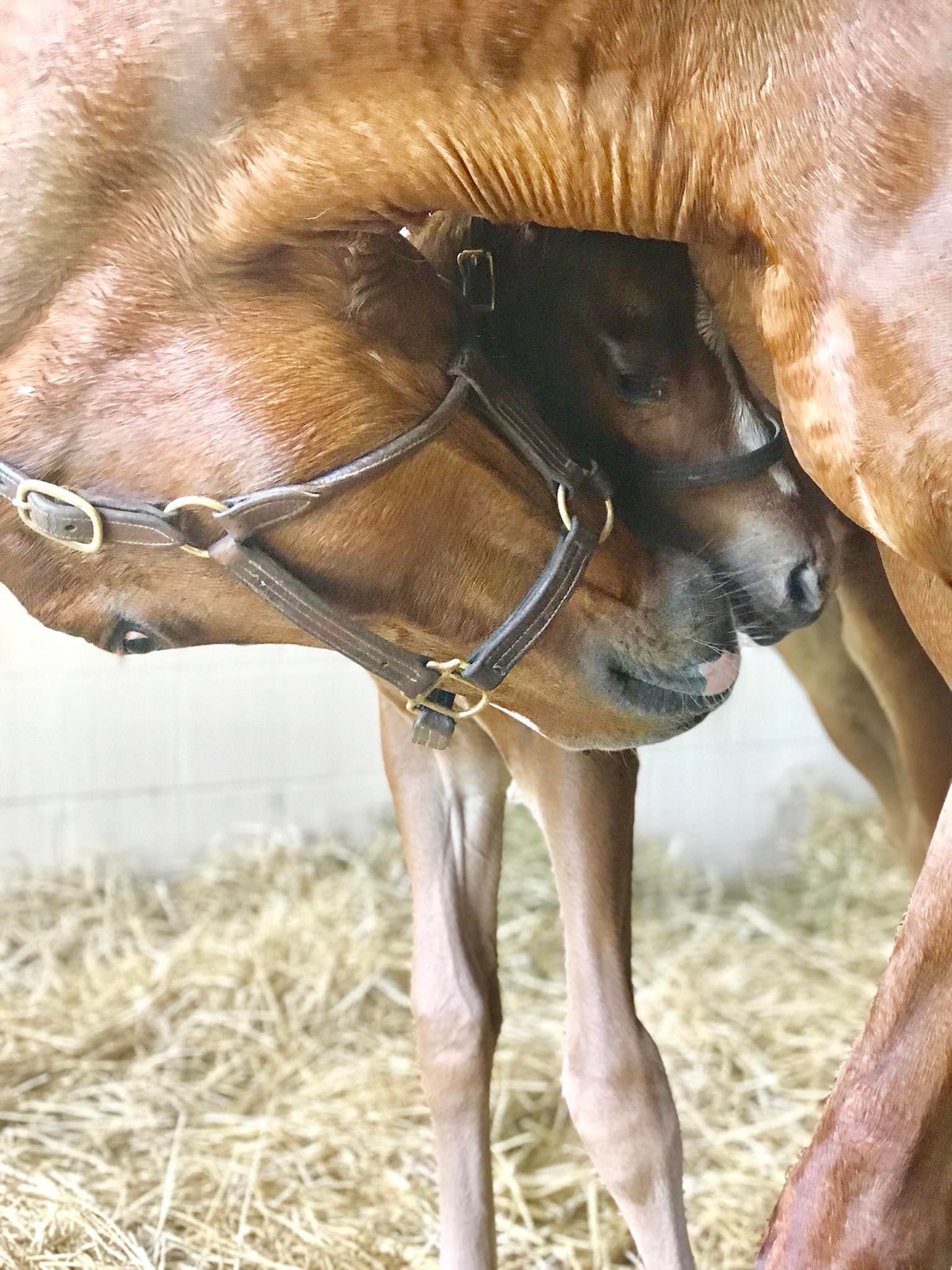 ColdSpring Mares Inc