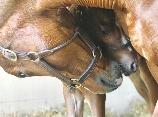 ColdSpring Mares Inc