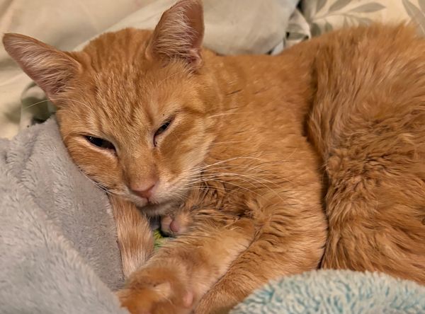 Foothills Community Cat Care