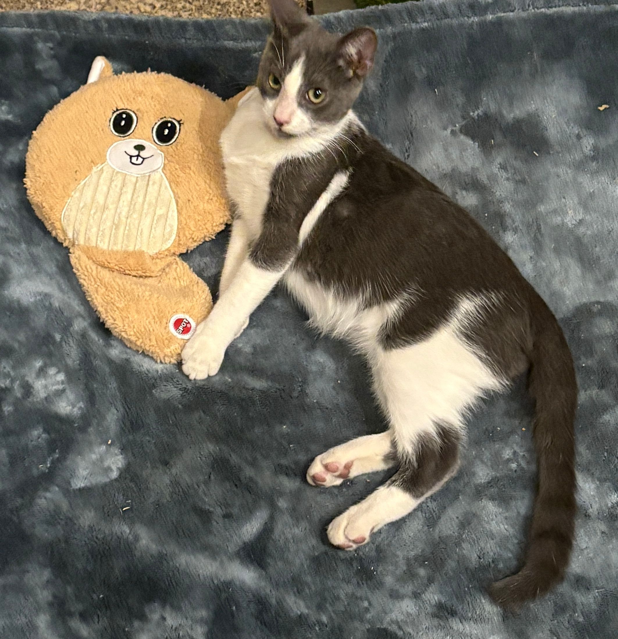 Foothills Community Cat Care