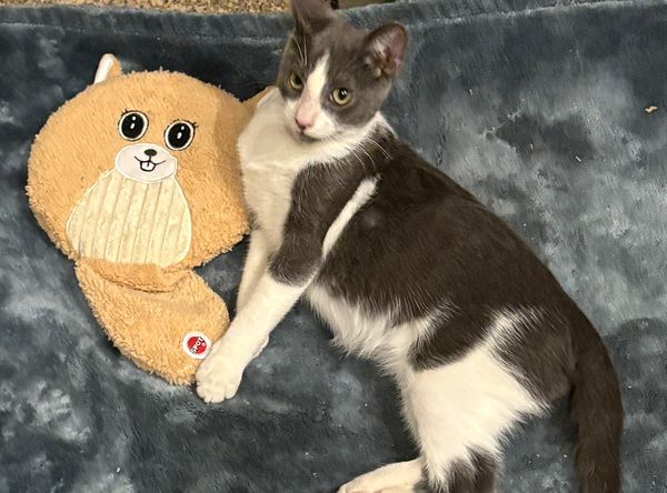 Foothills Community Cat Care