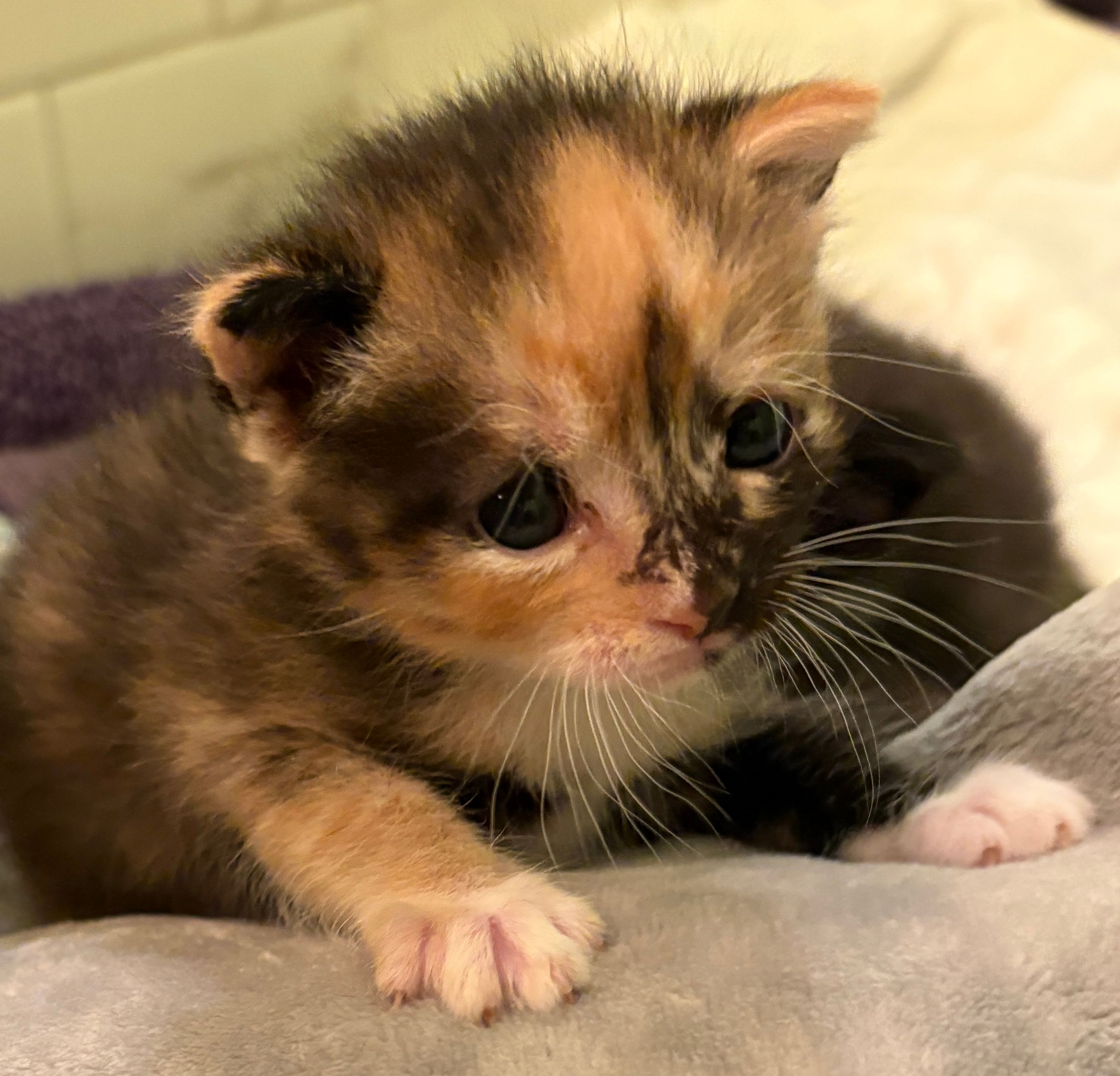 Foothills Community Cat Care