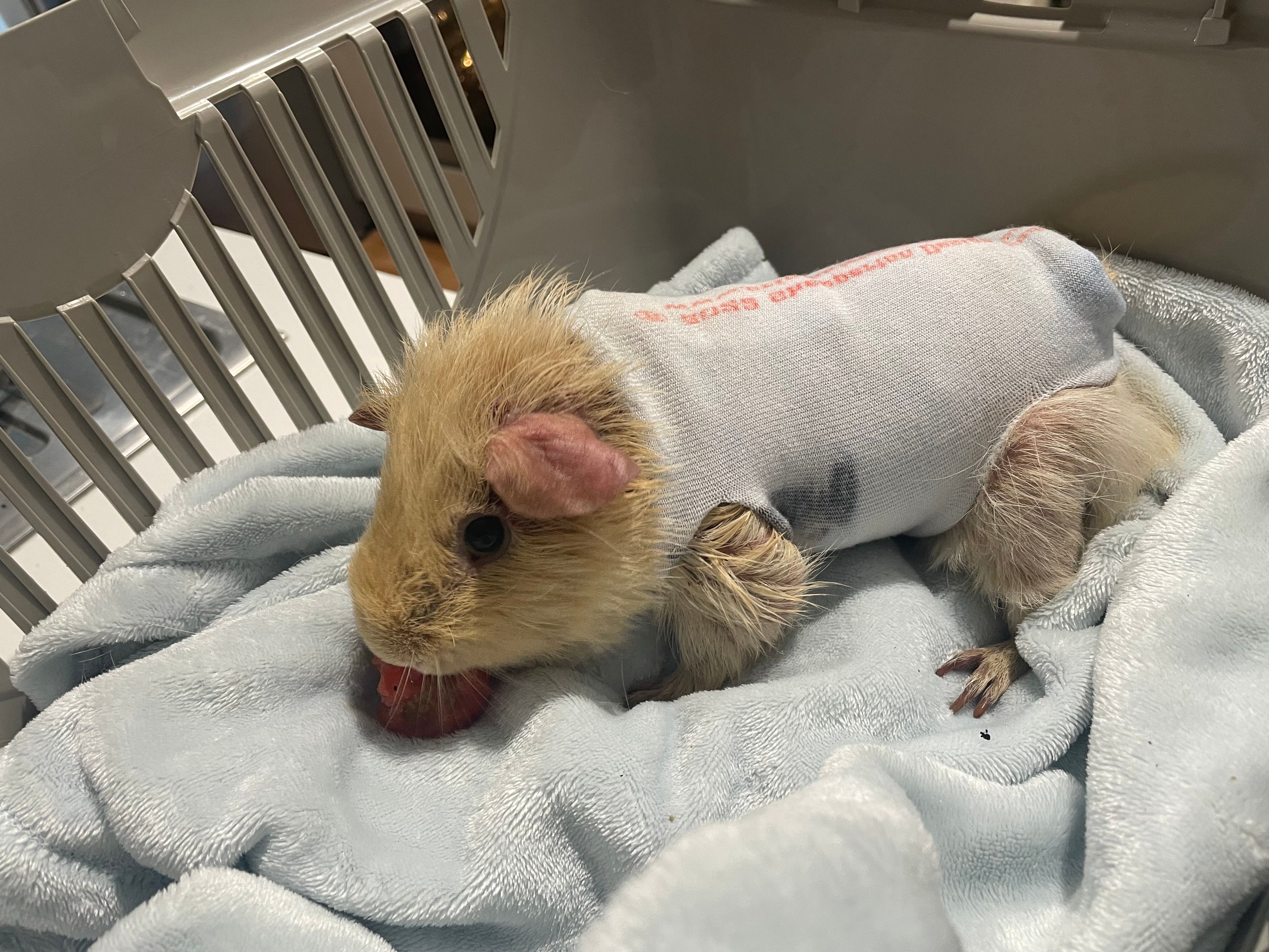 Under the Willow Tree Rescue