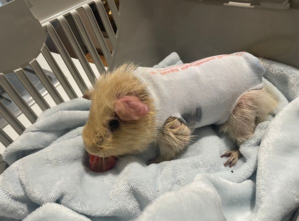 Under the Willow Tree Rescue