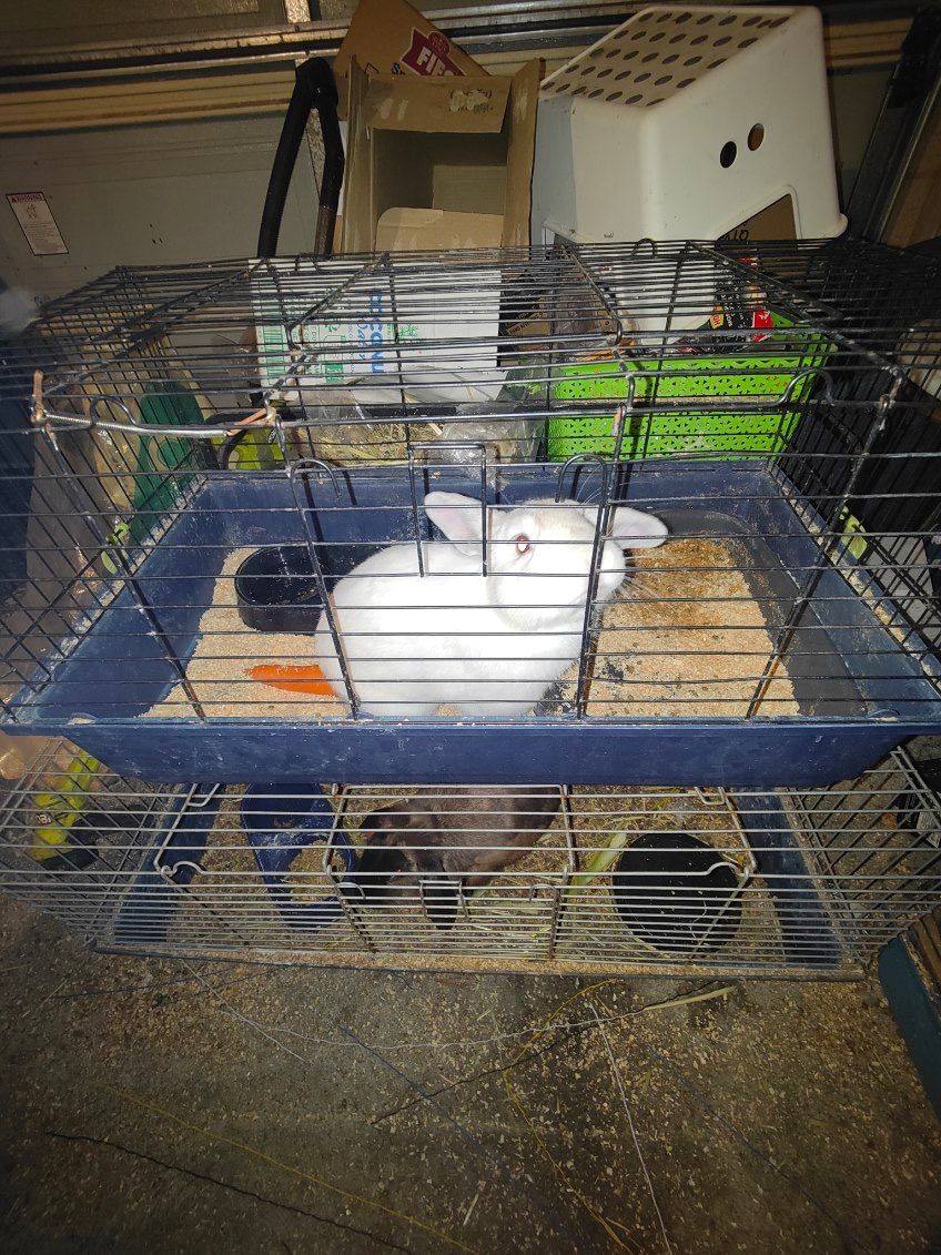 Under the Willow Tree Rescue