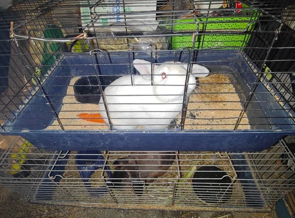 Under the Willow Tree Rescue