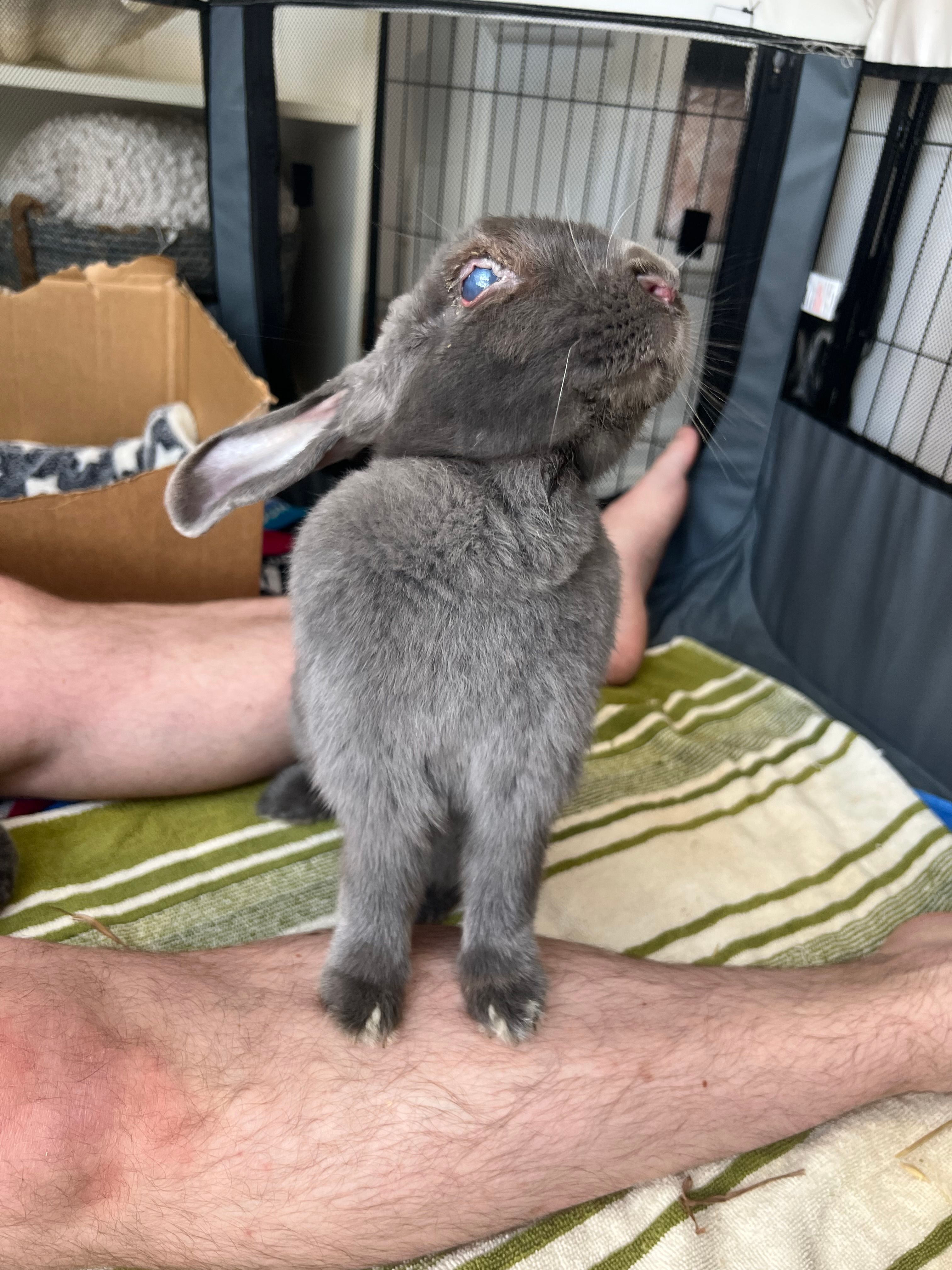 Under the Willow Tree Rescue