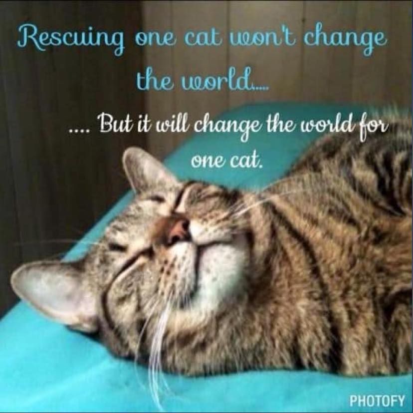 Catnip Acres Rescue