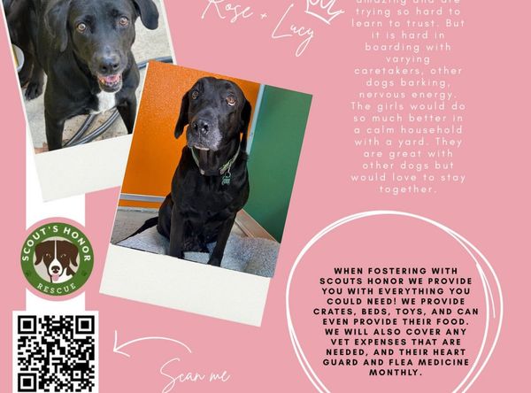 Scout’s Honor Rescue