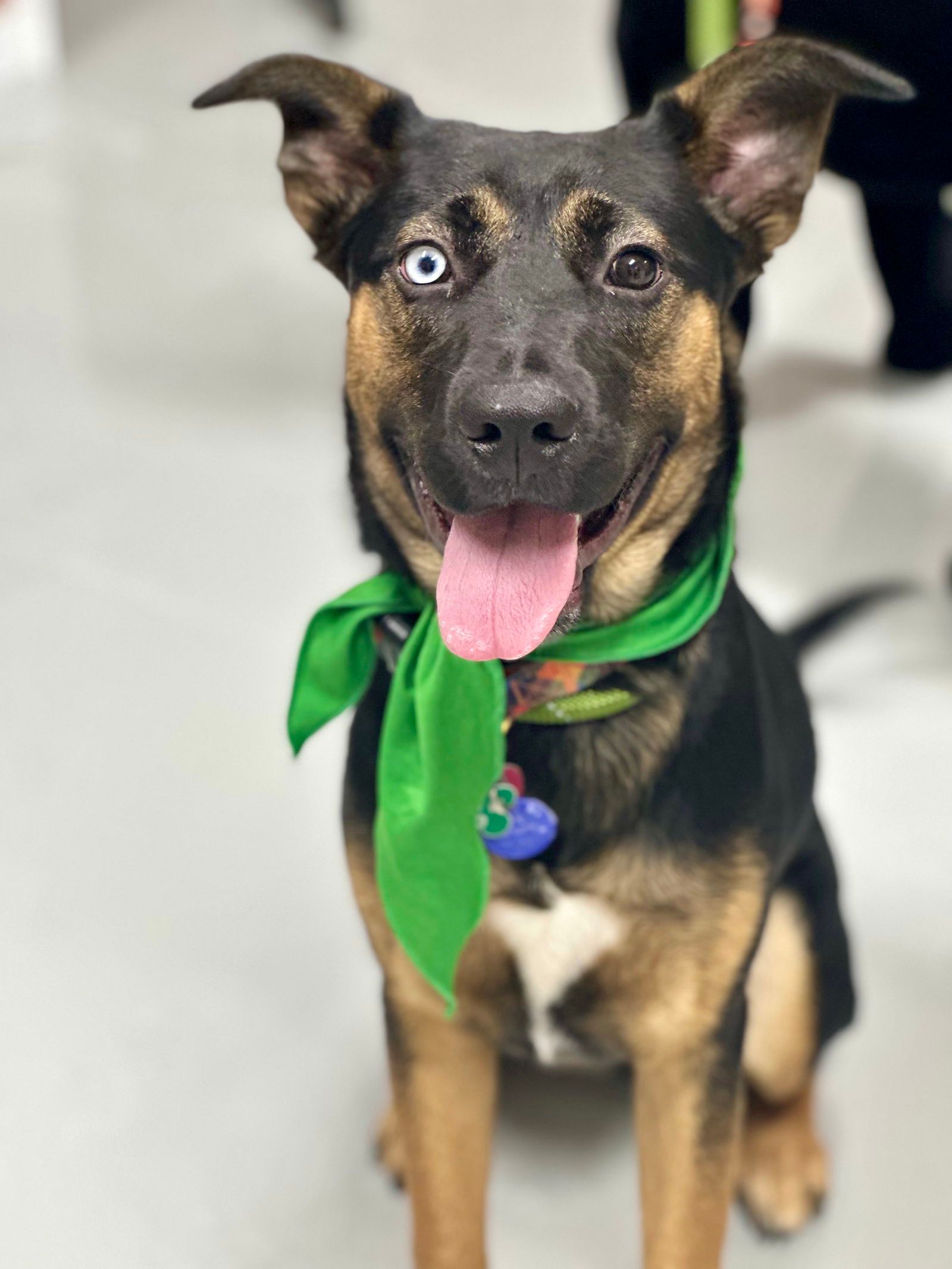 Scout’s Honor Rescue