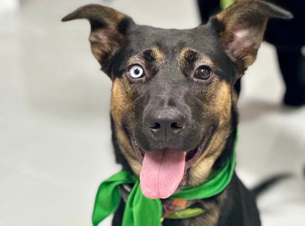 Scout’s Honor Rescue