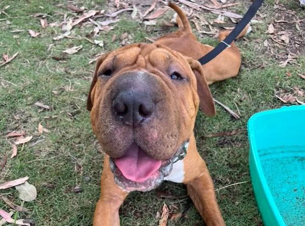 Pei and Pals Animal Rescue Inc