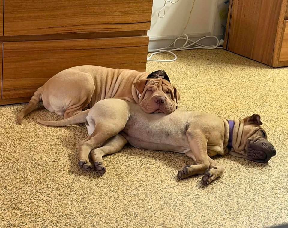 Pei and Pals Animal Rescue Inc