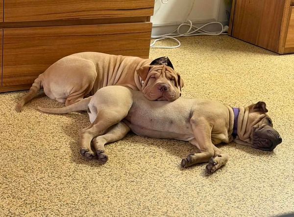 Pei and Pals Animal Rescue Inc