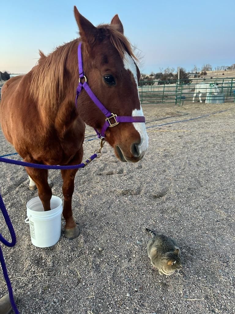 Hooves of Hope Animal Rescue and Rehabilitation